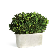 Load image into Gallery viewer, BOXWOOD BUSH IN OVAL POT