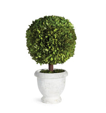 Load image into Gallery viewer, BOXWOOD SINGLE 11" BALL TOPIARY IN POT