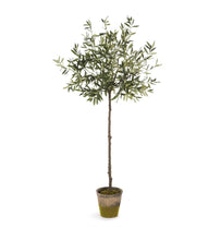 Load image into Gallery viewer, OLIVE TREE IN MOSS POT 69"