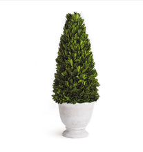 Load image into Gallery viewer, BOXWOOD CONE TOPIARY IN POT