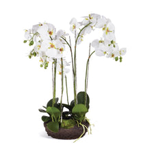 Load image into Gallery viewer, PHALAENOPSIS X 2 DROP-IN 23"