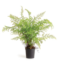 Load image into Gallery viewer, Soft Fern Drop in 36”