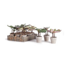 Load image into Gallery viewer, MINI BEGONIAS 5.5" POTTED, SET OF 12