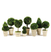 Load image into Gallery viewer, BOXWOOD TOPIARIES IN POTS, SET OF 8