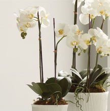 Load image into Gallery viewer, PHALAENOPSIS ORCHID DROP-IN