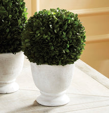 Load image into Gallery viewer, BOXWOOD CONE TOPIARY IN POT