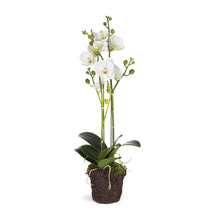 Load image into Gallery viewer, PHALAENOPSIS X 2 DROP-IN 23"