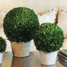 Load image into Gallery viewer, BOXWOOD 12" BALL IN POT