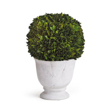 Load image into Gallery viewer, BOXWOOD CONE TOPIARY IN POT