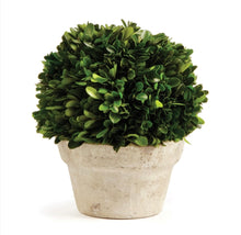 Load image into Gallery viewer, BOXWOOD BALL IN POT
