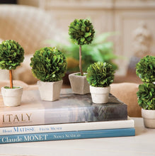 Load image into Gallery viewer, BOXWOOD MINI TOPIARIES IN POTS, SET OF 5
