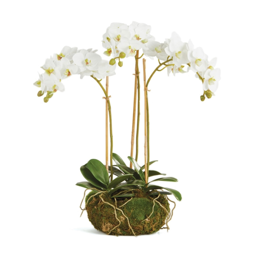 Phalaenopsis Orchid Mini Garden Drop in 16”