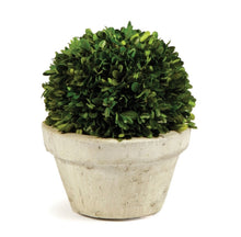 Load image into Gallery viewer, BOXWOOD BALL IN POT
