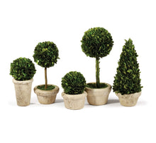Load image into Gallery viewer, BOXWOOD TOPIARIES IN POTS, SET OF 5
