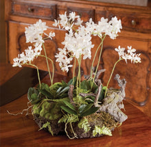 Load image into Gallery viewer, MINI DENDROBIUM WITH RUSTIC DROP-IN 16&quot;
