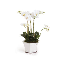 Load image into Gallery viewer, BARCLAY BUTERA PHALAENOPSIS IN CERAMIC POT 18.5&quot;
