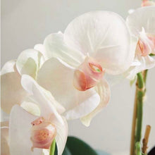 Load image into Gallery viewer, Phalaenopsis Orchid Bowl Drop-In 18.5”
