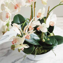Load image into Gallery viewer, Phalaenopsis Orchid Bowl Drop-In 18.5”
