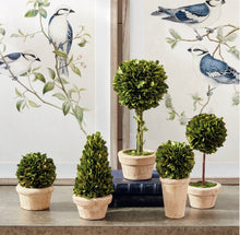 Load image into Gallery viewer, BOXWOOD TOPIARIES IN POTS, SET OF 5
