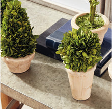 Load image into Gallery viewer, BOXWOOD TOPIARIES IN POTS, SET OF 5
