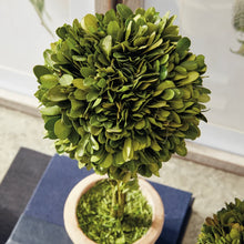 Load image into Gallery viewer, BOXWOOD TOPIARIES IN POTS, SET OF 5
