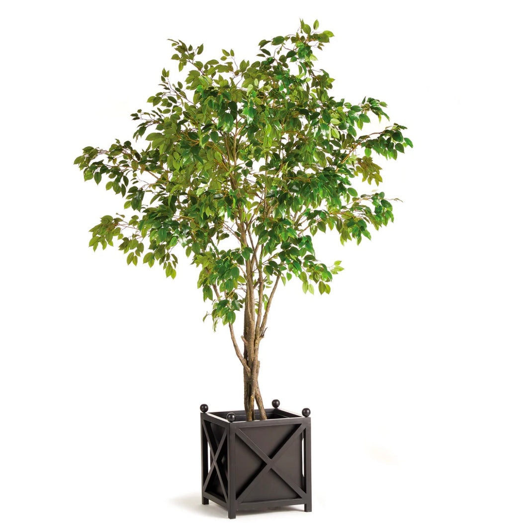 Grand Ficus Tree Drop in