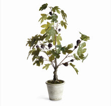 Load image into Gallery viewer, Fig tree with figs potted  DROP-IN 34&quot;
