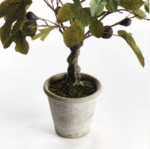 Load image into Gallery viewer, Fig tree with figs potted  DROP-IN 34&quot;
