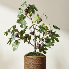 Load image into Gallery viewer, Fig tree with figs potted  DROP-IN 34&quot;
