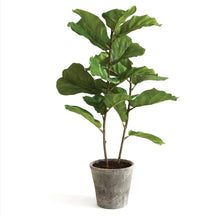 Load image into Gallery viewer, Fiddle Leaf Fig Potted 43”
