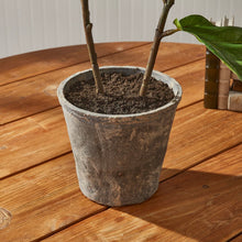Load image into Gallery viewer, Fiddle Leaf Fig Potted 43”
