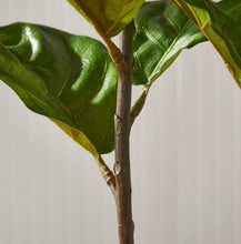 Load image into Gallery viewer, Fiddle Leaf Fig Potted 43”
