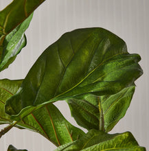 Load image into Gallery viewer, Fiddle Leaf Fig Potted 43”

