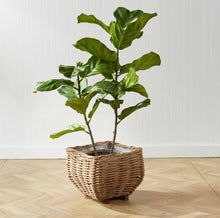 Load image into Gallery viewer, Fiddle Leaf Fig Potted 43”
