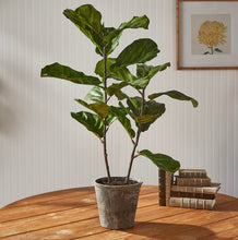 Load image into Gallery viewer, Fiddle Leaf Fig Potted 43”
