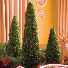 Load image into Gallery viewer, BOXWOOD MINI TREES, SET OF 3
