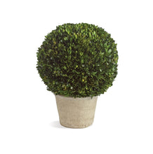 Load image into Gallery viewer, BOXWOOD 12&quot; BALL IN POT
