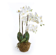 Load image into Gallery viewer, PHALAENOPSIS ORCHID DROP-IN
