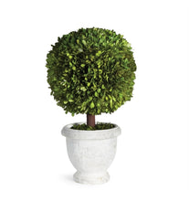 Load image into Gallery viewer, BOXWOOD SINGLE 11&quot; BALL TOPIARY IN POT

