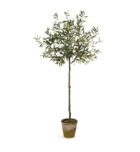 Load image into Gallery viewer, OLIVE TREE IN MOSS POT 69&quot;
