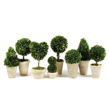 Load image into Gallery viewer, BOXWOOD TOPIARIES IN POTS, SET OF 8
