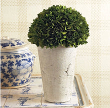 Load image into Gallery viewer, BOXWOOD THREE-QUARTER BALL IN POT
