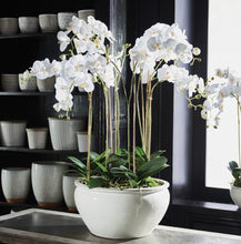 Load image into Gallery viewer, BARCLAY BUTERA PHALAENOPSIS IN CERAMIC BOWL
