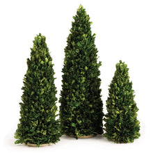 Load image into Gallery viewer, BOXWOOD MINI TREES, SET OF 3
